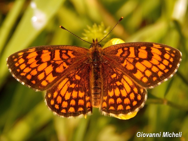 Melitae athalia e aurelia o britomartis?